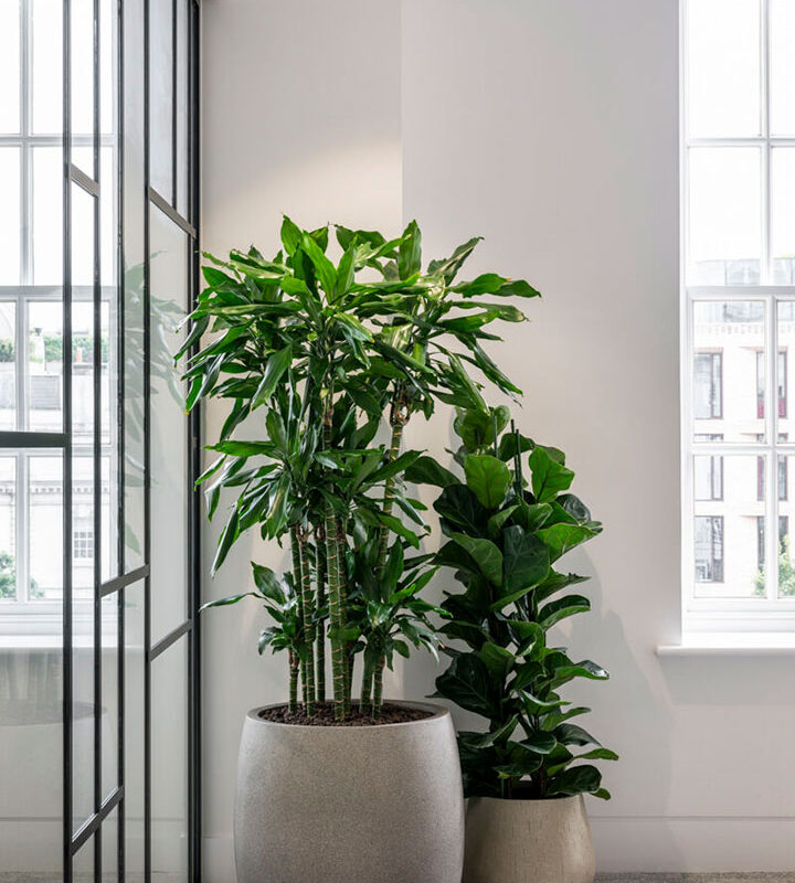 Eku Workspace - Window foliage
